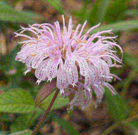 pagtatanim at pag-aalaga ng monarda sa bukas na bukid sa mga ural