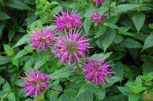 monarda planting and care in the open field in the urals