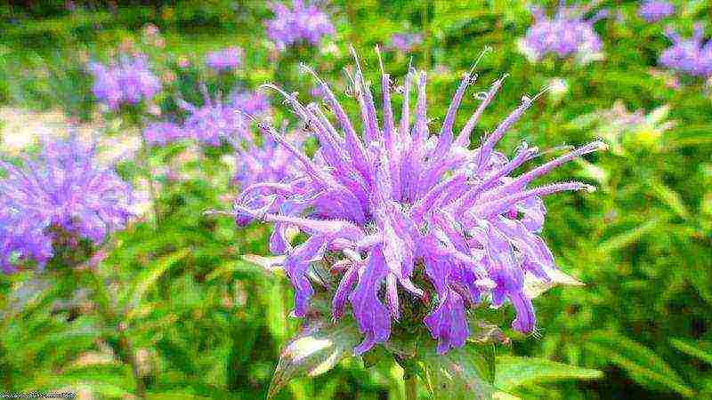 monarda planting and care in the open field in the urals