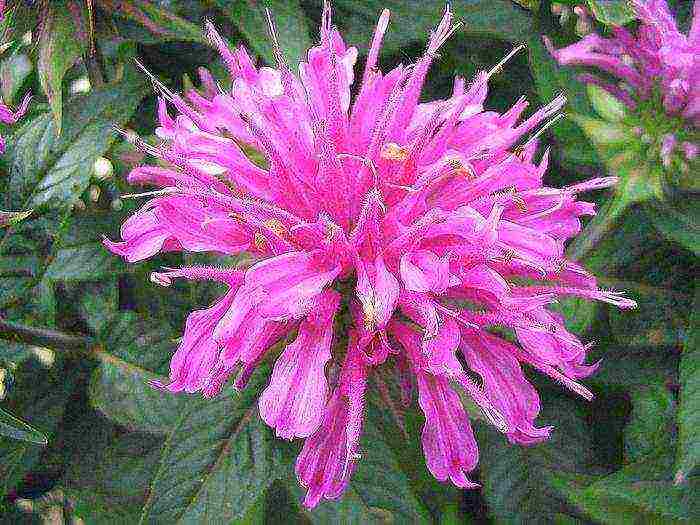 monarda planting and care in the open field in the urals