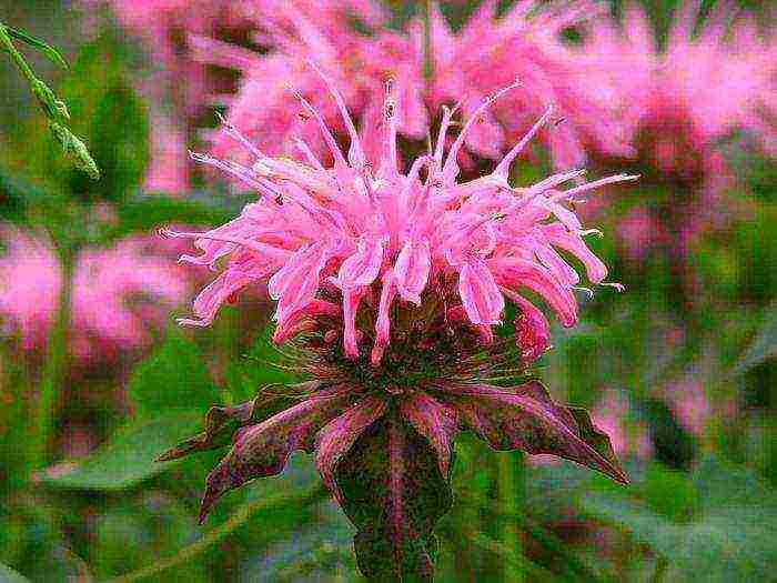 monarda planting and care in the open field in the urals