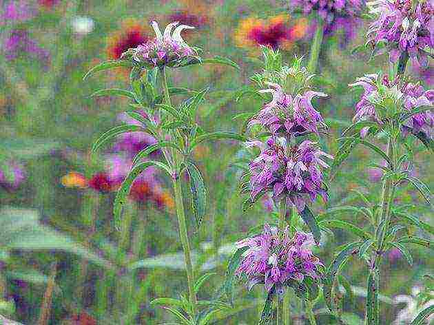 monarda planting and care in the open field in the urals