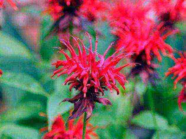 monarda planting and care in the open field in the urals