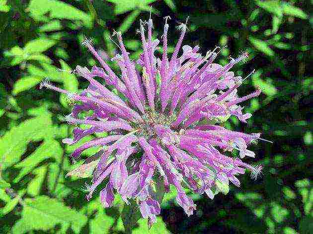 monarda planting and care in the open field in the urals