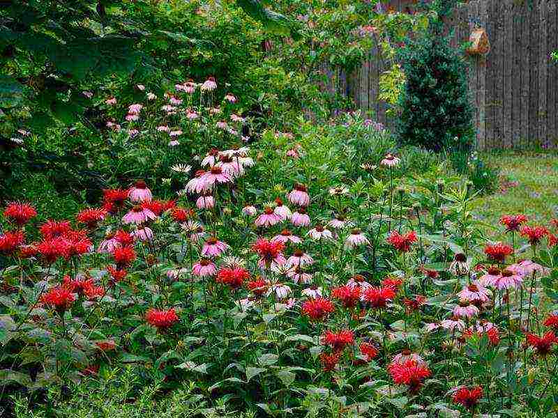 monarda planting and care in the open field in the urals