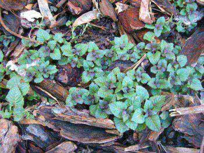 pagtatanim at pag-aalaga ng monarda sa bukas na bukid sa mga ural