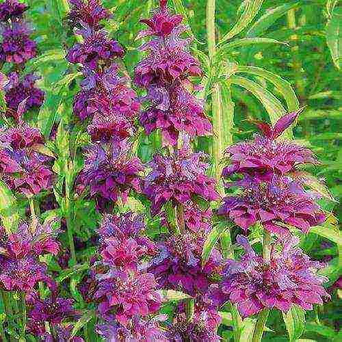 monarda planting and care in the open field in the urals