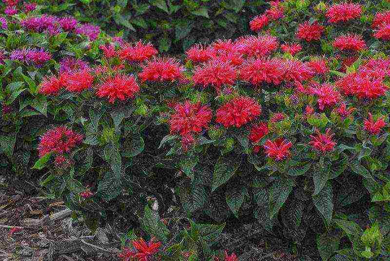 pagtatanim at pag-aalaga ng monarda sa bukas na bukid sa mga ural