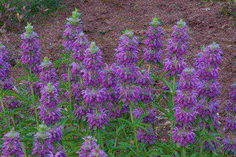 monarda planting and care in the open field preparing for winter