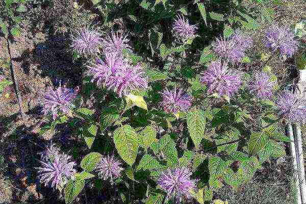 monarda planting and care in the open field preparing for winter