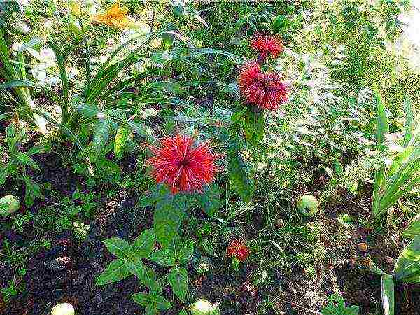 monarda planting and care in the open field preparing for winter