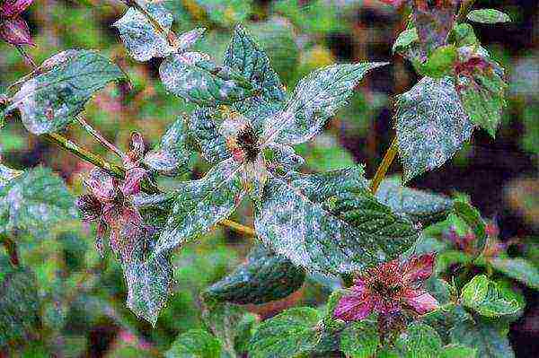 monarda planting and care in the open field preparing for winter