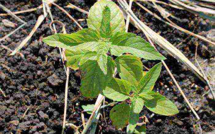 monarda planting and care in the open field preparing for winter