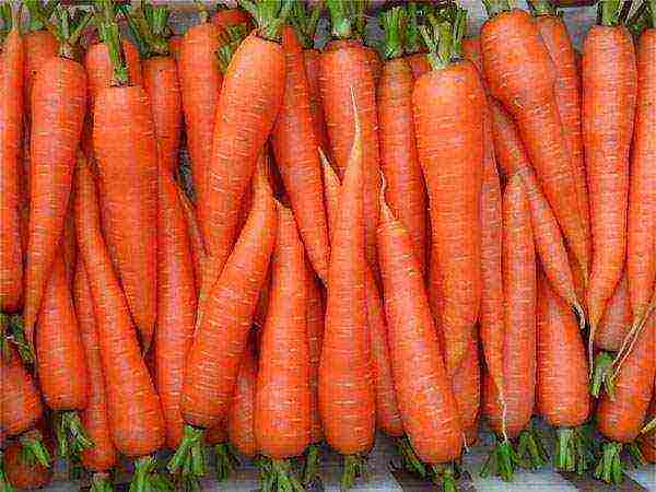 carrots planting and care in the open field before winter