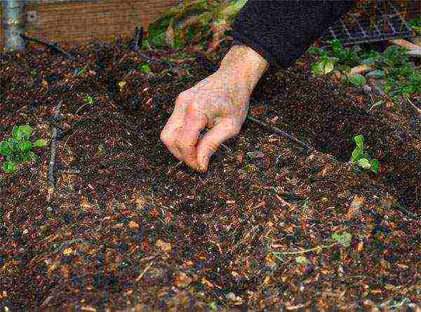 carrots planting and care in the open field before winter