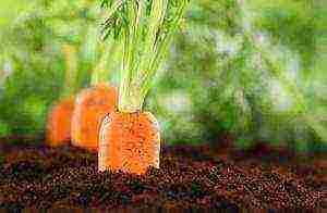 carrots planting and care in the open field before winter