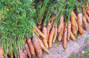 carrots planting and care in the open field before winter