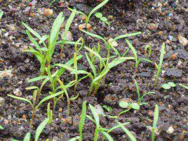 carrots planting and care in the open field before winter