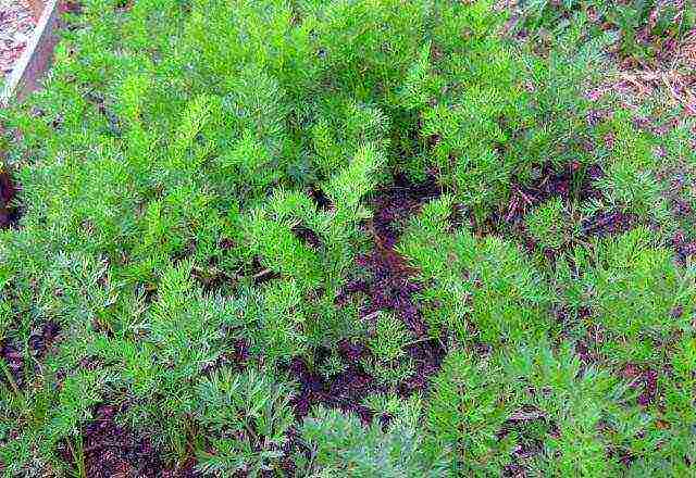 carrots planting and care in the open field before winter