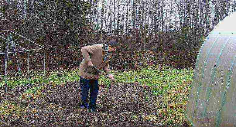 carrots planting and care in the open field before winter