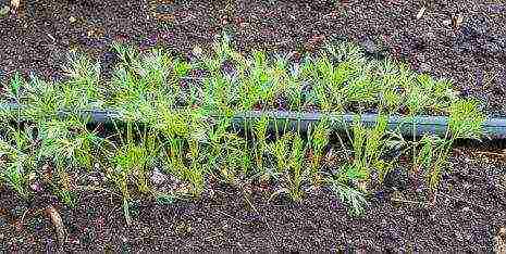 carrots planting and care in the open field before winter