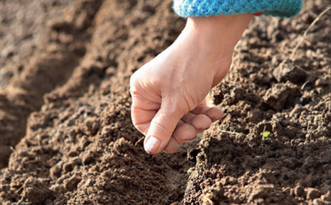 carrots planting and care in the open field before winter