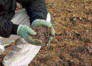 carrots planting and care in the open field in the tape