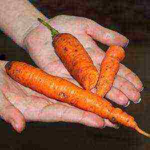 carrots planting and care in the open field in a tape