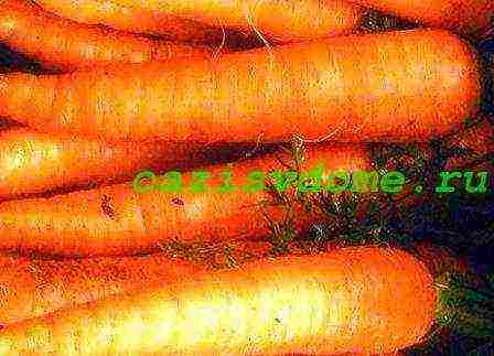 carrots planting and care in the open field in the tape