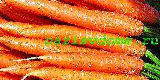 carrots planting and care in the open field in the tape