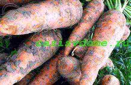 carrots planting and care in the open field in a tape