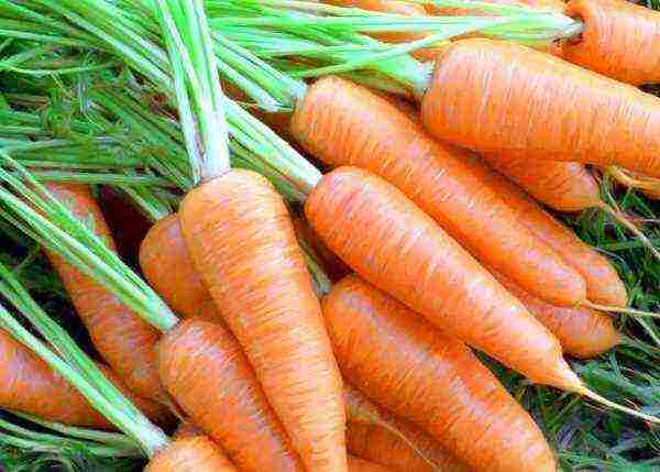 carrots planting and care in the open field in a tape