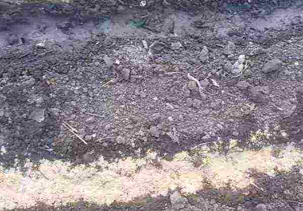 carrots planting and care in the open field in a tape