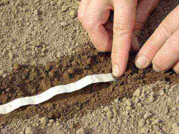 carrots planting and care in the open field in a tape