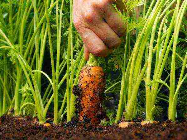 carrots planting and care in the open field in a tape