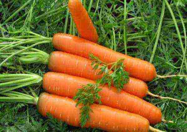 carrots planting and care in the open field in the tape