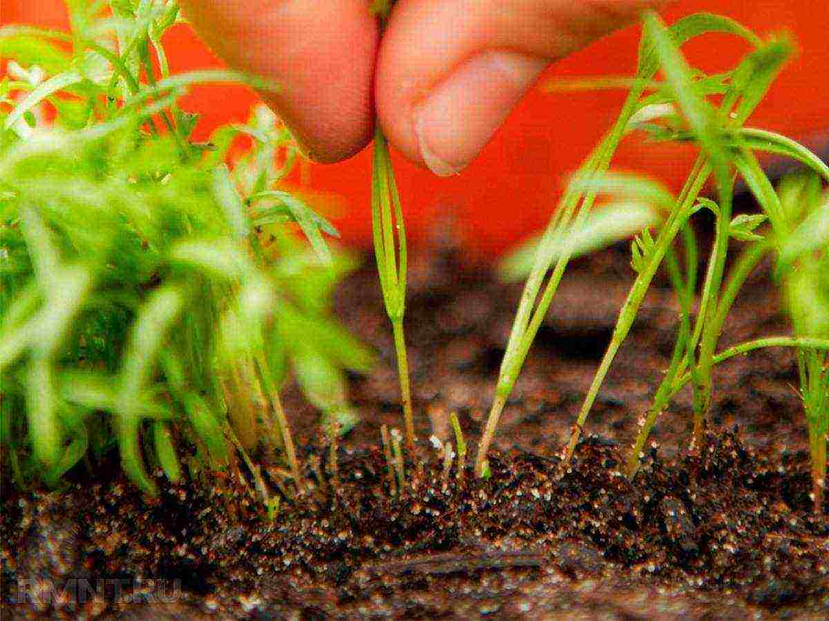 carrots planting and care in the open field in a tape