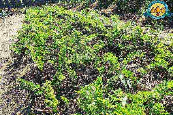 carrots planting and care in the open field in siberia