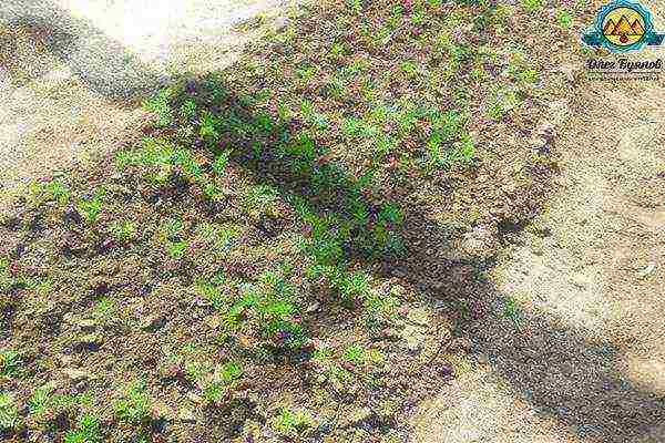 carrots planting and care in the open field in siberia