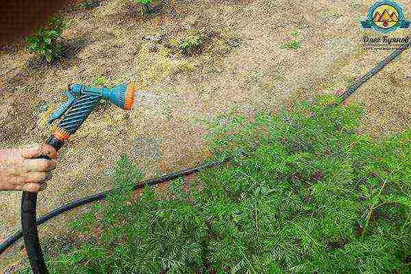 carrots planting and care in the open field in siberia