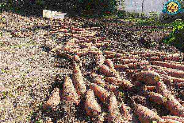 carrots planting and care in the open field in siberia