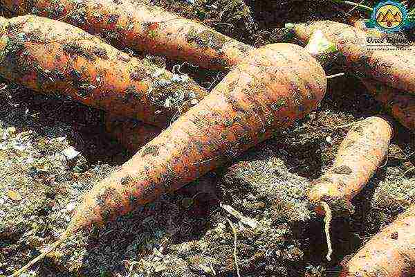 carrots planting and care in the open field in siberia