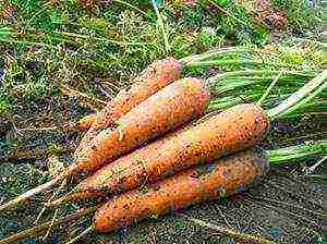 carrots planting and care in the open field in siberia