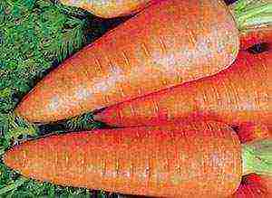 carrots planting and care in the open field in siberia