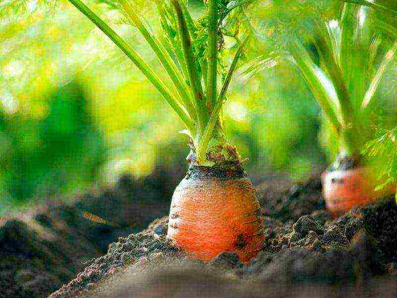 carrots planting and care in the open field in siberia