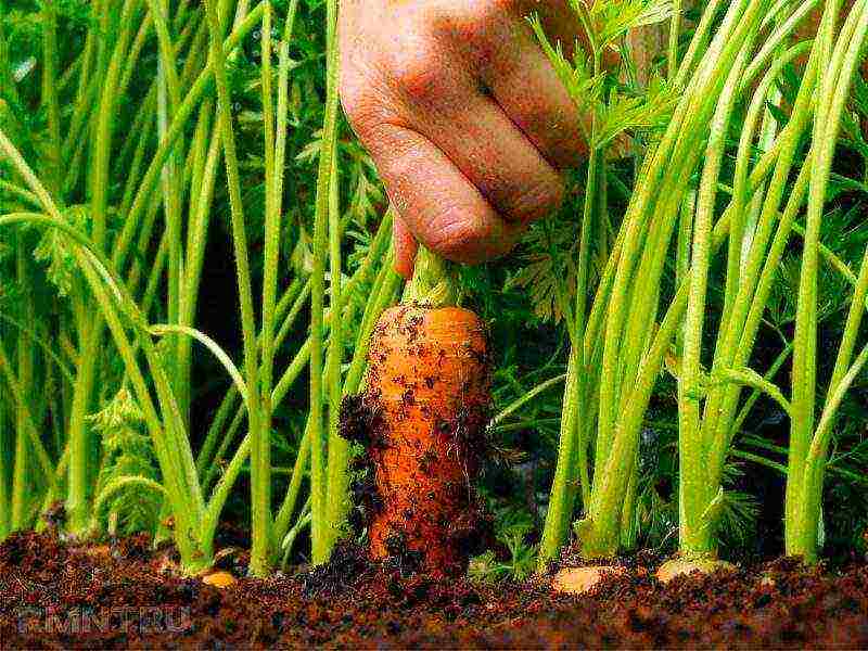 carrots planting and care in the open field in siberia