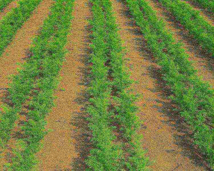 carrots planting and care in the open field in siberia