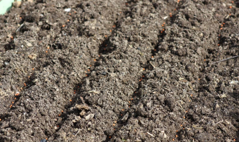 carrots planting and care in the open field in siberia