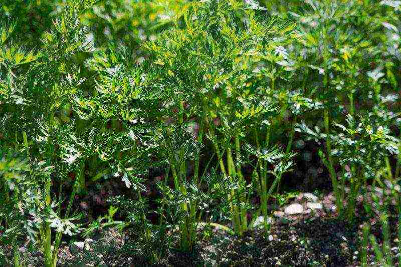 carrots planting and care in the open field in siberia