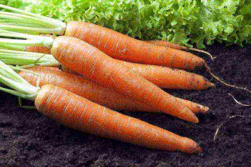 carrots planting and care in the open field in siberia